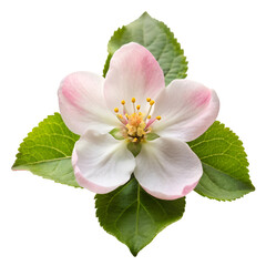 Obraz premium Apple blossom isolated on transparent background