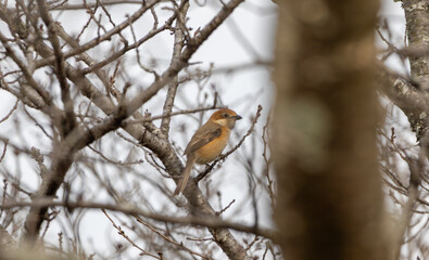 bird on a branch