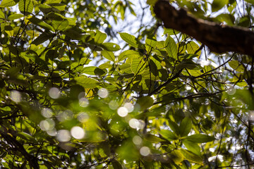 green leaves on a tree