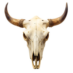 Detailed Close-up of a Cow Skull with Large Horns