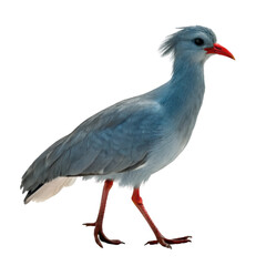 Obraz premium Kagu bird isolated on transparent background