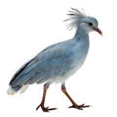 Fototapeta premium Kagu bird isolated on transparent background