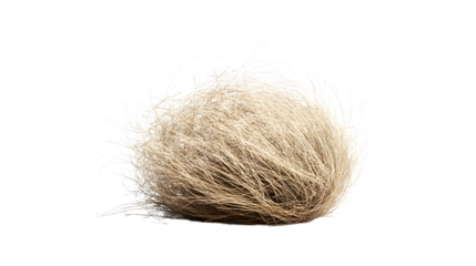 Tumbleweed of Desert Origins Isolated on Transparent Background