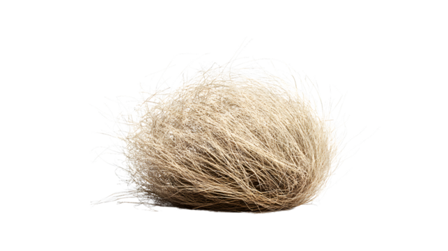 Tumbleweed of Desert Origins Isolated on Transparent Background