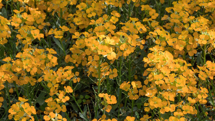 Erysimum &times; cheiri - Wallflowers. Clusters Inflorescences cross-shaped in shade of orange-yellow on branching green upright stems