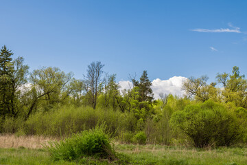 Green trees and bushes in the spring with a blue sky
