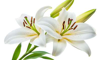 Elegant White Lily Flower Isolated on Cutout White Background