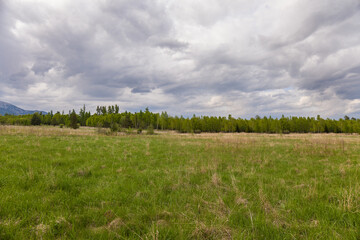 Obraz premium Meadow in the spring with a green trees and dark sky