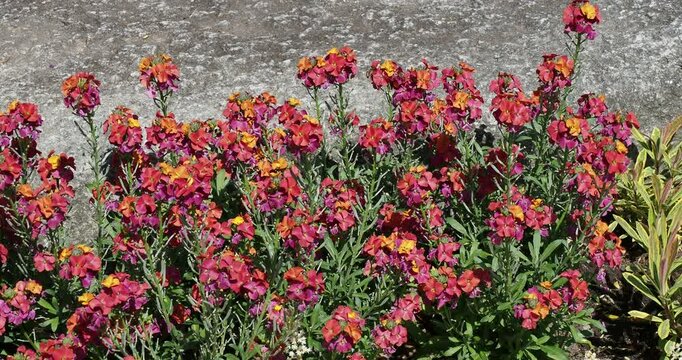 (Erysimum &times; cheiri) Planting wallflowers with red-brown, purple and orange-yellow cross-shaped inflorescence atop upright branching stems as ornamental plant along a flowerbed bordering a stone wall