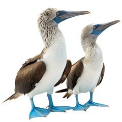 Obraz premium Two blue footed boobies isolated on transparent background