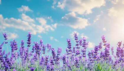 Fototapeta premium Vibrant Purple Lavender Field Under a Sunny Blue Sky