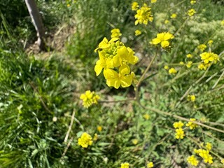 Close-up of the bright yellow flowers of Sinapis arvensis. Rhamphospermum arvense, (syns. Brassica arvensis, Sinapis arvensis) the charlock mustard, field mustard, or just charlock. Family Brassicacea