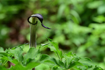 春の花　マムシグサ