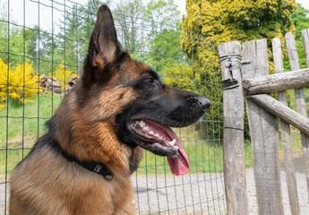 A majestic German Shepherd standing by the fence, surrounded by the beauty of nature