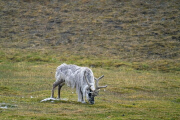 Fototapeta premium Svalbard reindeer (Rangifer tarandus platyrhynchus) grazing in field at the edge of town, in Longyearbyen, Svalbard, Norway