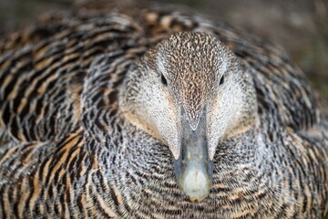 Close up of a female common eider (Somateria mollissima) on a nest, in Longyearbyen, Svalbard, Norway