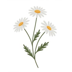 Fototapeta premium Three White Daisies with Green Leaves on White Background
