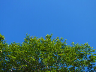 新緑と空