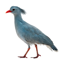 Kagu bird isolated on transparent background