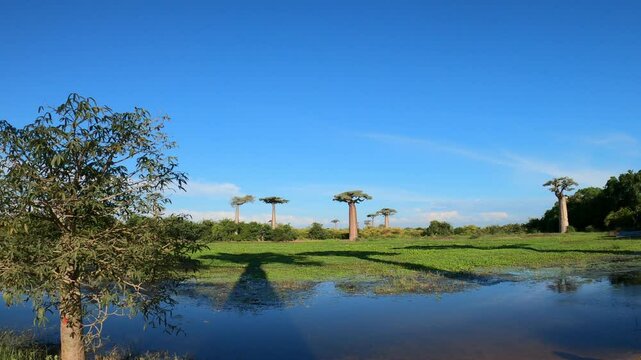 A woman tourist admires the landscape with mighty baobab trees in the distance, Western Madagascar