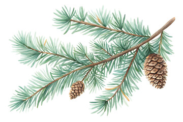 Fototapeta premium watercolor drawing of a evergreen fir tree branch isolated on white background, PNG