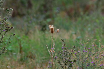 fox in the grass