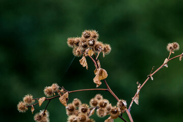 dry flowers on a branch