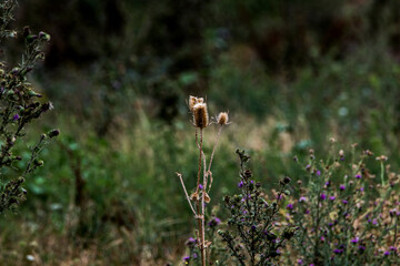 wild flowers in the forest