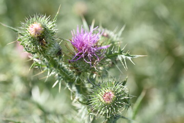 thistle flower in bloom