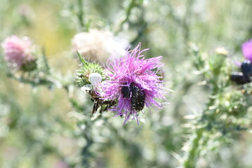 bee on thistle