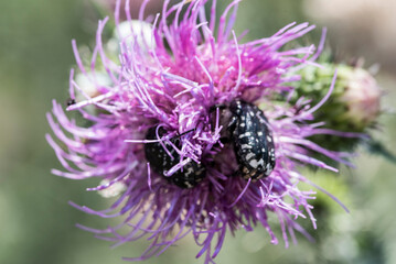 bee on thistle