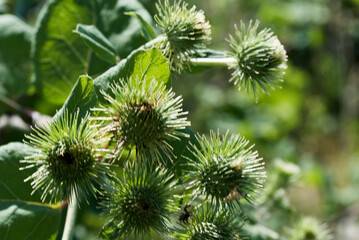 close up of pine needles