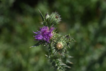 bee on thistle