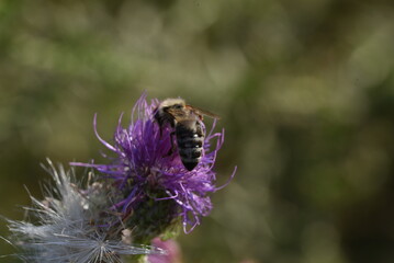 bee on a flower