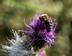 bee on a flower