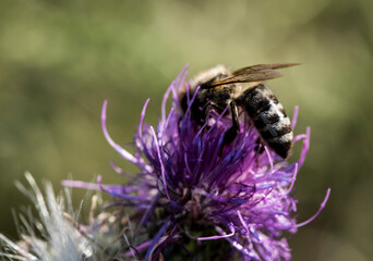 bee on thistle