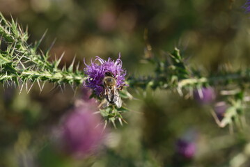 bee on lavender