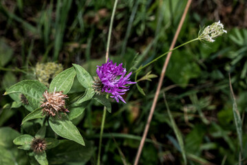 bee on a flower