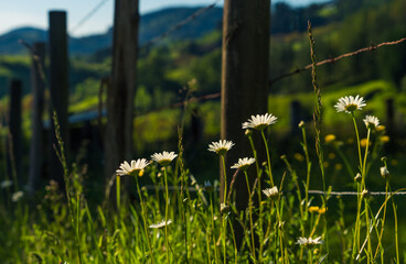 Indicios de primavera