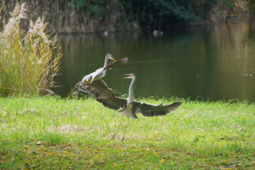 Fighting of grey heron on the grass