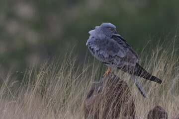 This striking image captures Montagu’s Harrier, a slender and elegant bird of prey known for its...