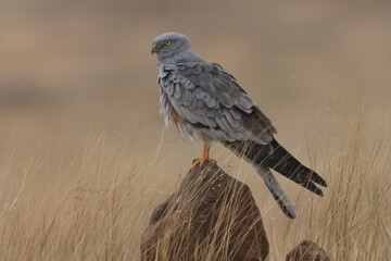 This striking image captures Montagu’s Harrier, a slender and elegant bird of prey known for its graceful flight over open grasslands and agricultural fields. With its long wings, narrow body, and kee