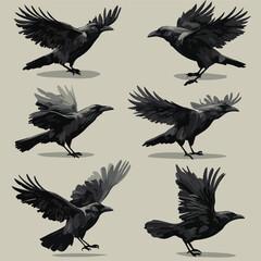 Set Of Graphic Vector Illustrations Of Black Crows In Flight And Perched For Design Elements