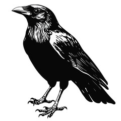 Black And White Raven Graphic Illustration Standing Isolated On A White Background