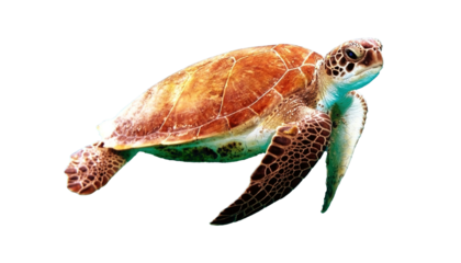 A brown turtle png