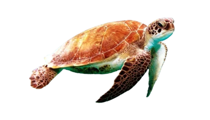 Fototapeten Schildkröte A brown turtle png  © Design Vault