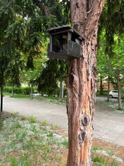 bird house on a tree