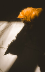 Orange Cat Shadow Play in Sunlight