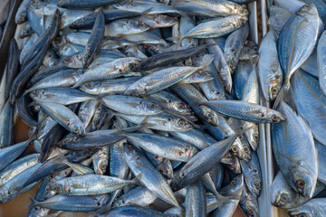 Fototapeta premium Background of various school of tuna fish sell in traditional fishery market Thailand