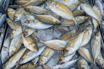 Obraz premium Background of various school of tuna fish sell in traditional fishery market Thailand